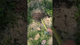 May3, 2026 update on wild black raspberries and irises