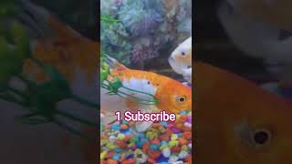 1 Subscribe kar lo bhai #ravi kumar rk 4525