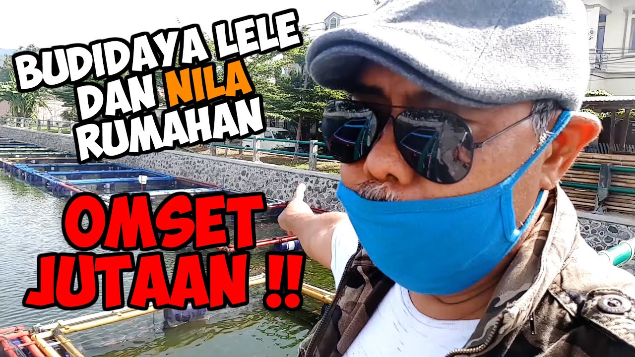 Budidaya LELE dan NILA Skala Rumahan - OMSET JUTAAN !! 