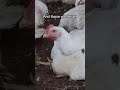 Don't forget them😭 #youtubeshorts #animals #pigs #chicken #pooranimals