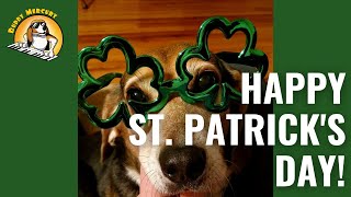 Happy St. Patrick's Day! Aroooooo!!!! 🍀