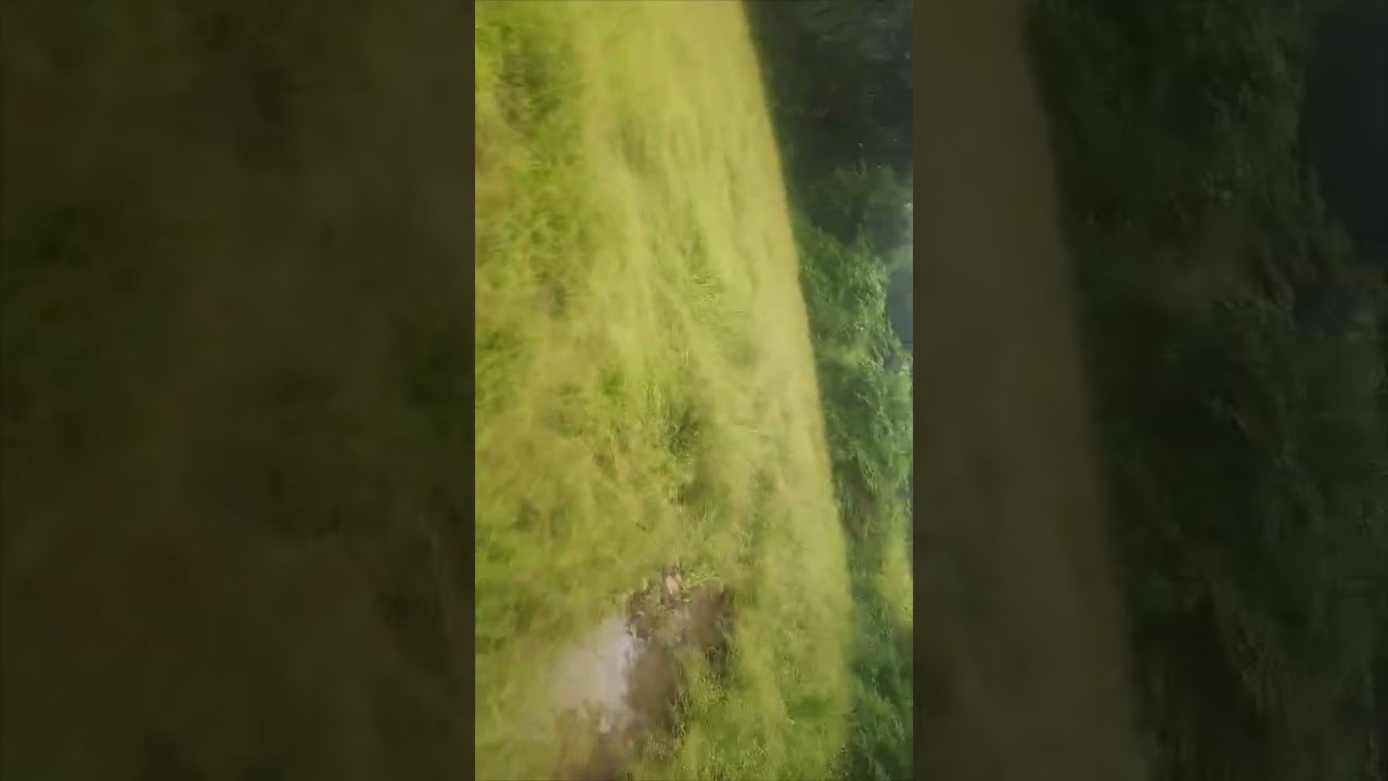 सकाळचे निसर्गरम्य वातावरण🌄🌿 आणि उतरणीचे डोम्यातील मासे🐟#kokan vlog#rainymorning#villagelife