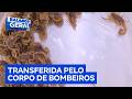 Criança picada por escorpião no DF é transferida de helicóptero em estado grave | Balanço Geral DF