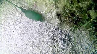 Bonellia viridis, green spoonworm, Grüner Igelwurm