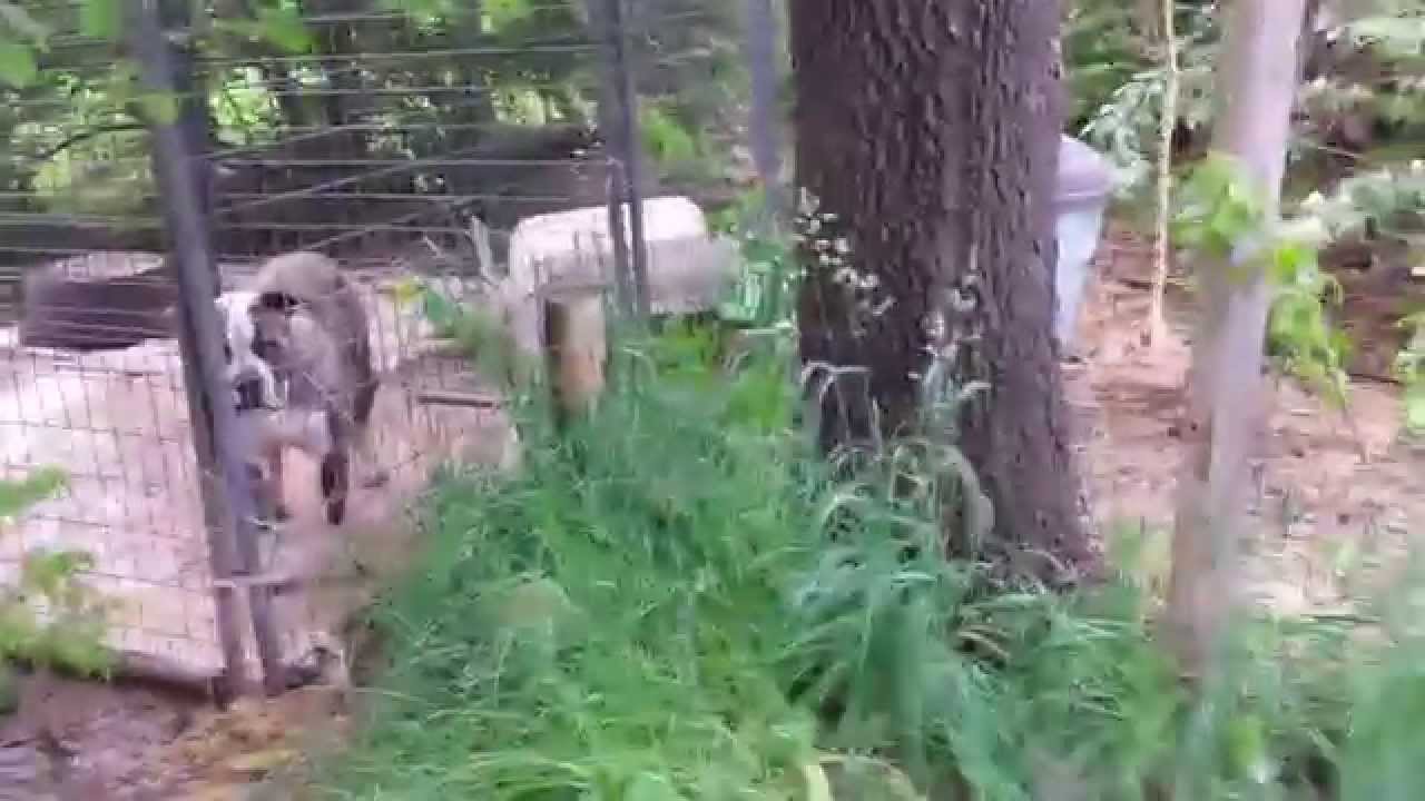 Livestock Guardian Bulldog