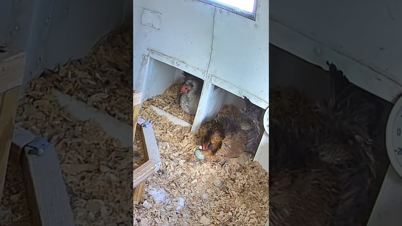 Honey, undiagnosed egg Hoarder.