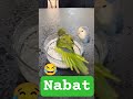 کوچولو رو شوتش کرد Funny شلتنا ترند کلیپ فان Birds تورکیا Parrot ترکمتر 