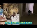 Cute and Funny Cats 2021