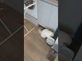 Kitten #cat #kmart #funnyshorts #kmartaustralia #shorts #shortsfeed #shortsvideo #shortfunny #funny