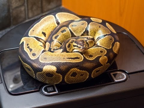 Even your snake can vacuum