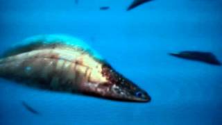 Walking With Monsters Haikouichthys Cephalaspis walking-with-monsters-haikouichthys-cephalaspis
