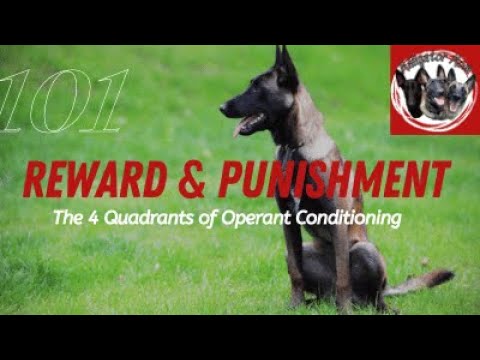 Video: Pelatihan Anjing Positif Terbesar Positif