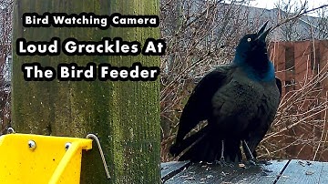 Common Grackle Chirps and Calls at My Bird Feeder - Bird Watching Camera