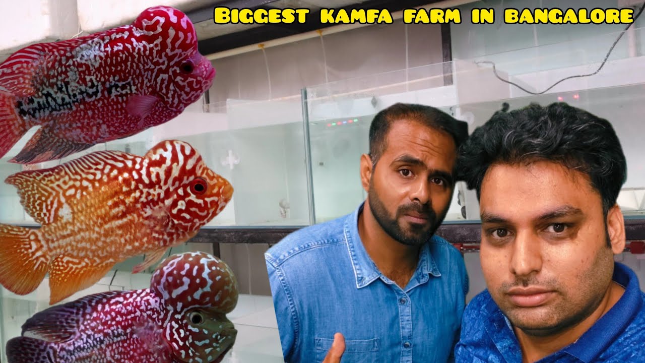 Bangalore's new destination for flowerhorn enthusiasts | king kamfa 10.7 india 🇮🇳 bangalore 
