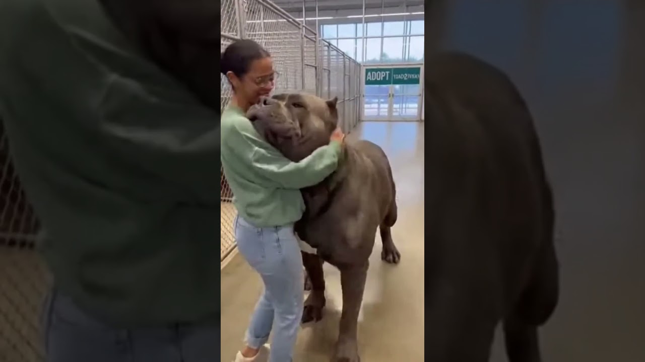 Adopted Neapolitan Mastiff melts into his first hug at the shelter #adoptdontshop#tranding#viral