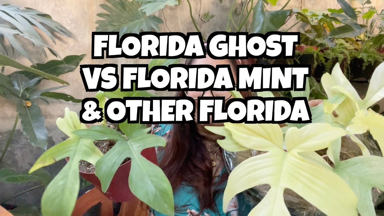 PAGKAKAIBA NG FLORIDA GHOST, FLORIDA MINT, FLORIDA GHOST MINT, FLORIDA