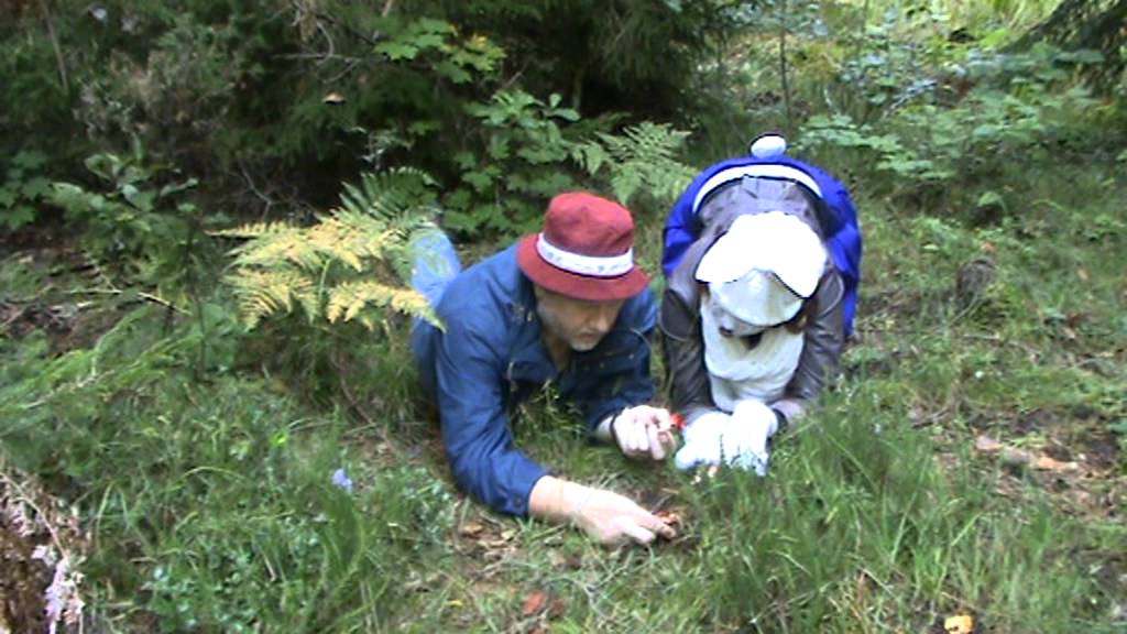 SÜG-i loodusainete õpetajad seeneriigis