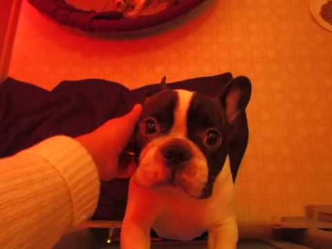 French Bulldog Puppies ~ Oregon French Bulldog Breeders ~ 3 30 17 nursery animals worksheet
