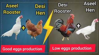 Aseel And Desi Cross Breed Result Eggs Production Of Aseel And Desi Cross Breeding