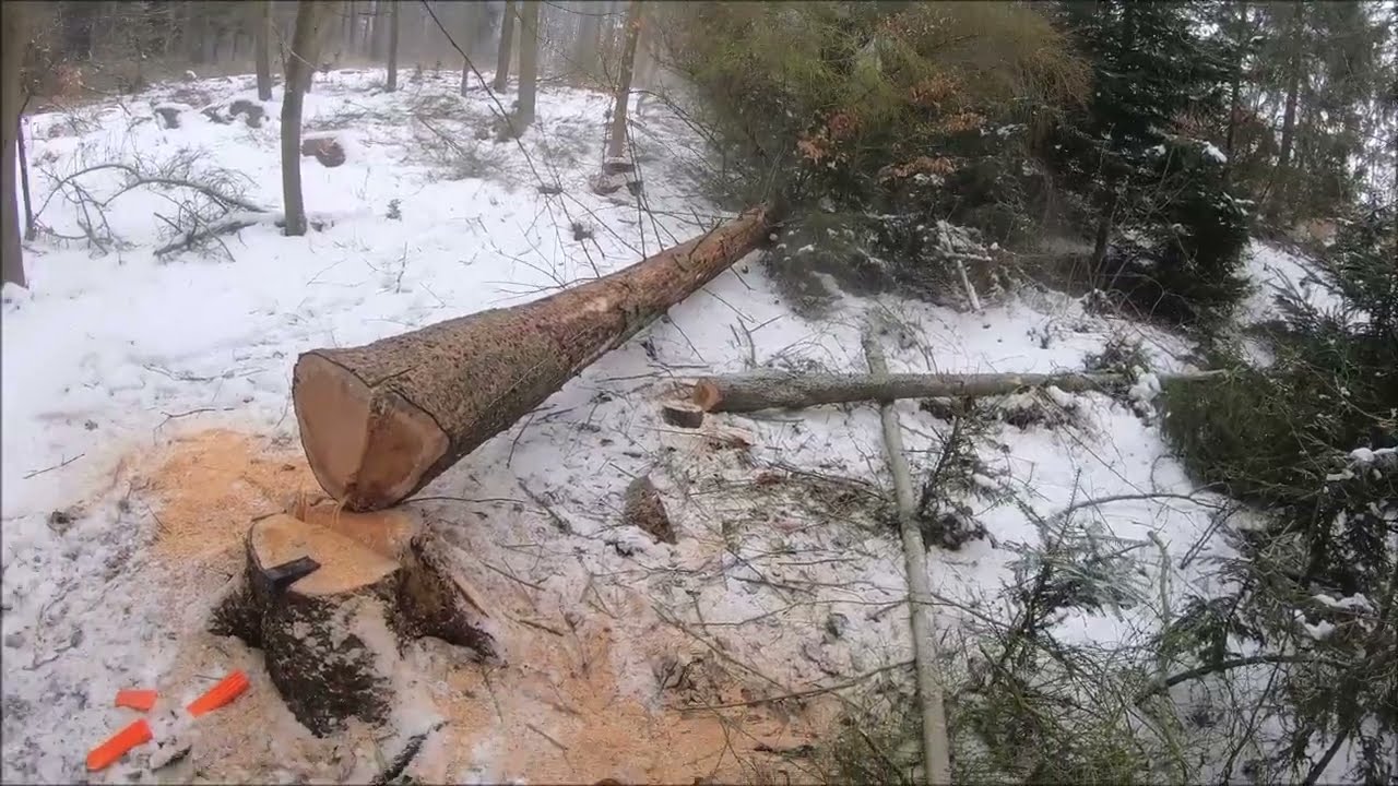 10 díl 2026 smrk borovice těžba dřeva samovýroba Traktor Zetor 2011 Stihl ms 261