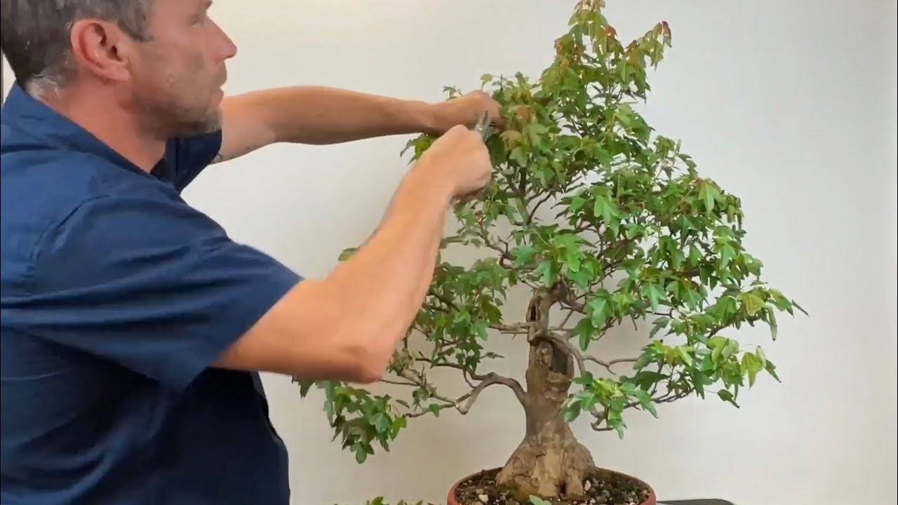 🇫🇷 Quelques mots et travaux sur mon pre bonsaï Acer buergerianum