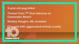 Clearwater woman accused of throwing pug to its death from 7th-floor condo balcony