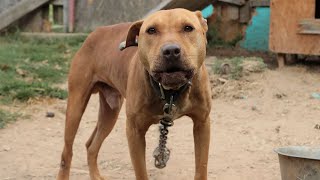 Dogs rescued from suspected dogfighting operation in NC