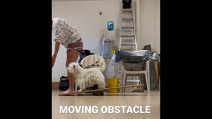 Dog Parkour_MOVING OBSTACLE NOVICE Lori Hahn