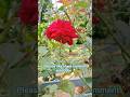 ❤️ love ❤️ rose #edit #song #bollywoodsongs #hindisong #movie