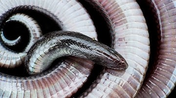Stiletto Snakes: delivering deadly venom without ever biting