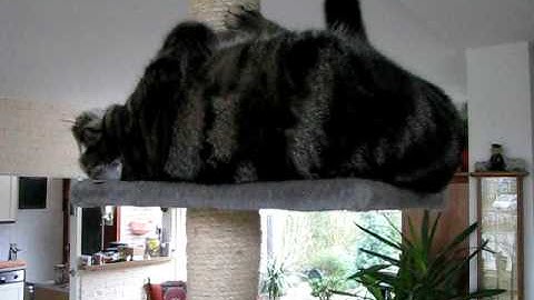 Pim test wankele aanbiedingskrabpaal