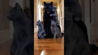 Download Lagu THE MIRACLE HOMECOMING... 😭🐆🏠 | #CriticalPOV #Shorts #Hero #Viral MP3