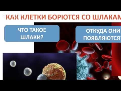 паразиты в почках человека симптомы и лечение паразиты в почках человека симптомы и лечение