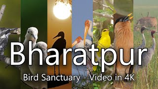 Bharatpur Bird Sanctuary | Keoladeo National Park | Rajasthan | Bird Videography | October 2022