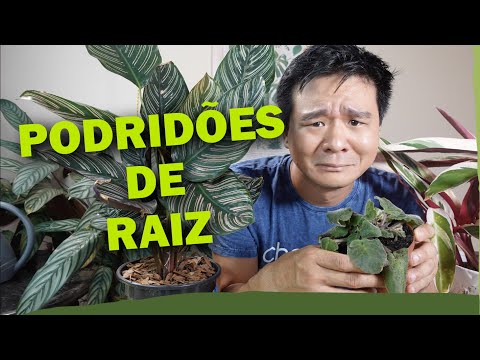 Vídeo: Dicas e informações para tratar a podridão da raiz em plantas de casa