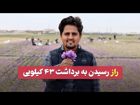 رکورد برداشت زعفران رو بزن افزایش ۴ برابری برداشت زعفران راز برداشت ۴۳ کیلو زعفران در هکتار