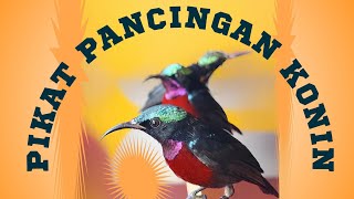 SUARA PIKAT PANCINGAN KONIN BAGI YANG SUKA NGOMBYOK ATAU MIKAT AUDIO EFEKTIF GAMPANG POIN