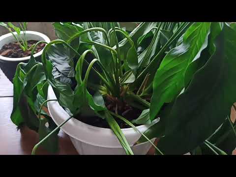 Спатифиллум после пересадки.(ч.1.) поникли листья, гибнет.
