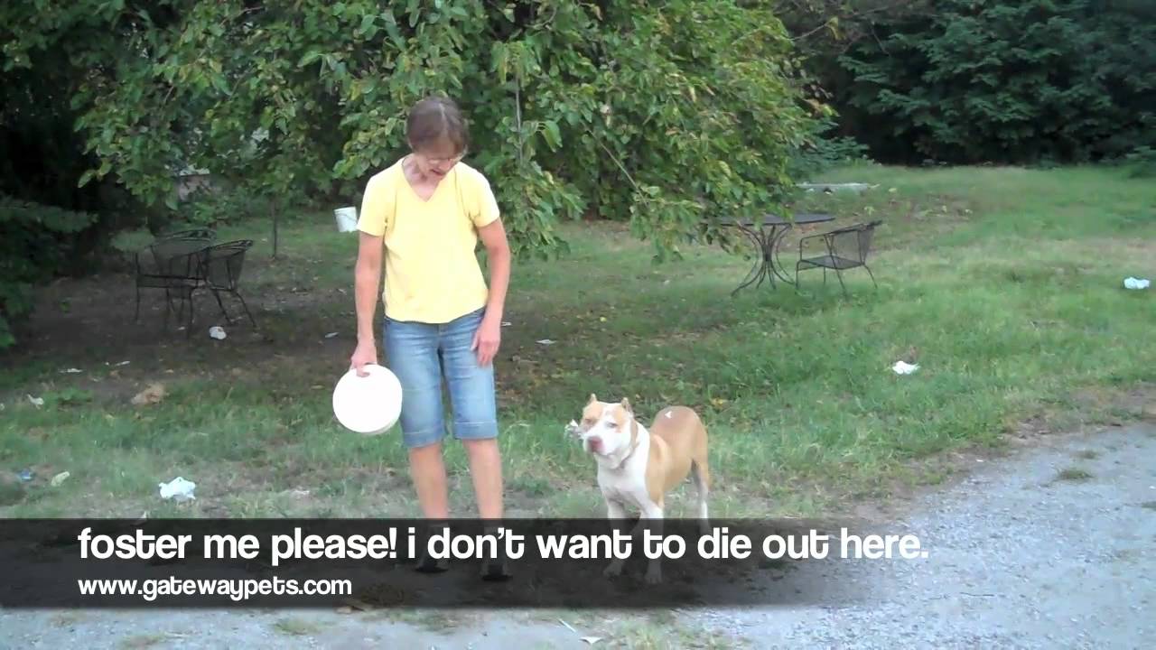 louis philippe shirts Pittie