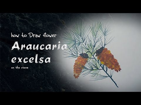 Video Vẽ Hoa Araucaria excelsa| how to draw flower Araucaria... - youtube