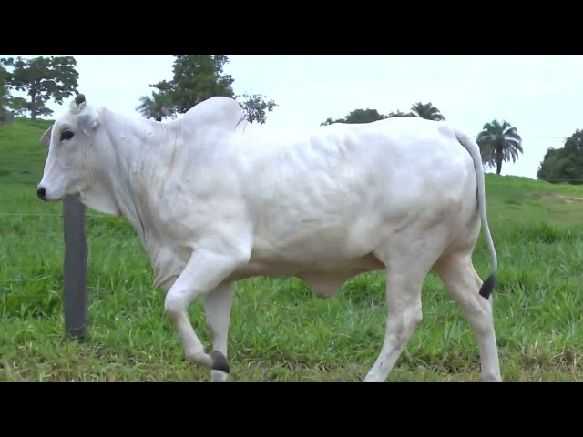 LOTE 16 - F1500 FIV (WYM 1500)