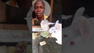 DID YOU KNOW RABBITS EAT BANANA STEMS H#foryou #farming #rabbitfarming
