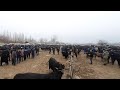 Андижон вилояти Мархамат тумани мол бозор нарлари 2020.26.01