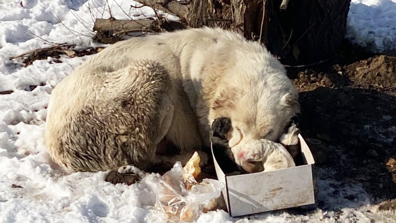 She Was Abandoned in Terrible Condition while Pregnant and She Gave ...