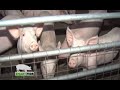 A Full Pig Farming Guide for Beginners - Smart Pigs Part 2