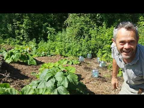 Vidéo: Les Secrets De La Culture De Citrouilles Sucrées Et Juteuses