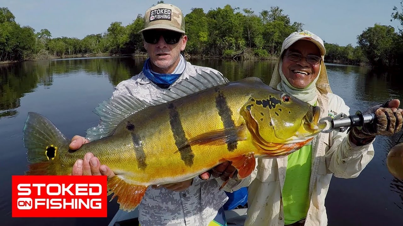 Fishing For Monster Amazon Peacock Bass Part Two Stoked On Fishing
