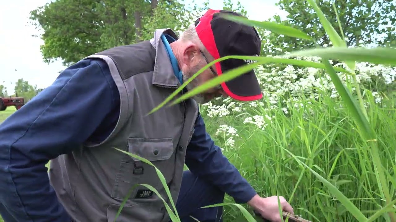 Ruwvoerwinning en walnoten als agroforestry verdienmodel bij familie Sloof in Bennekom - 4k