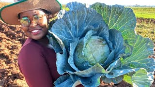 How I Made 35k In 90 Days || Easiest Vegetables (Cabbages)