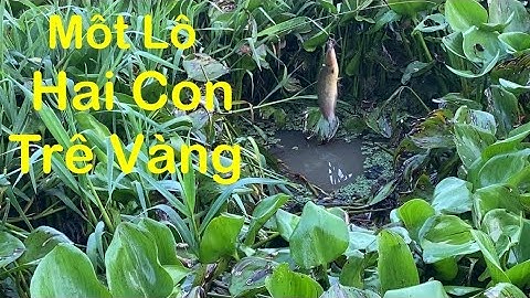 Câu cá rô đồng trê vàng Câu Mo Heo Bình hoà Bắc Đức huệ long an